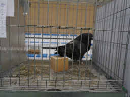 XIV Concurso Exposición de Palomas de Raza en Mula 2024